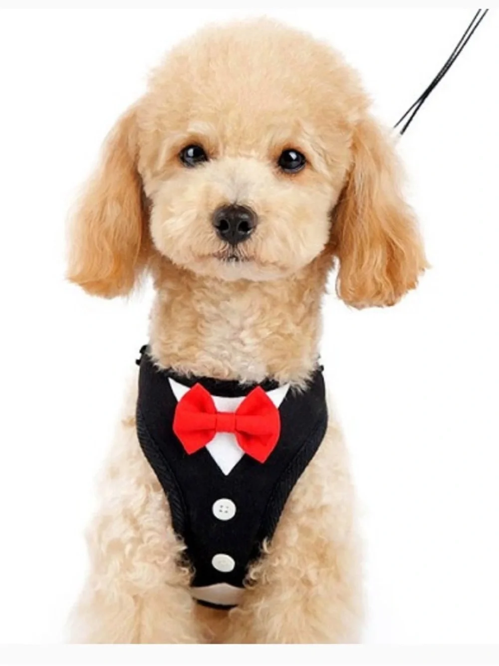 Black Dog Tuxedo Harness with Red Bow Accent - Formal Pet Harness new xs